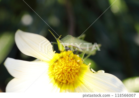 A grasshopper eating up a white Gazania flower 118566007