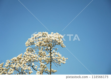 White Magnolia in full bloom White Magnolia in full bloom 118566173