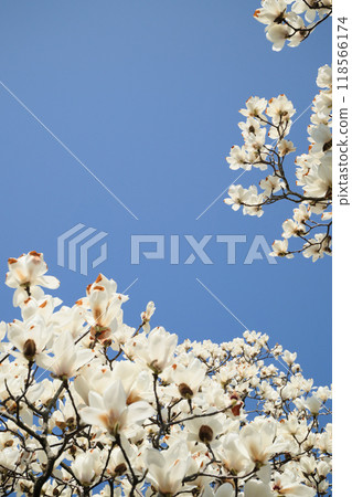 白玉蘭背景素材 白玉蘭背景素材 118566174