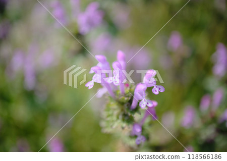 穗花花瓣 穗花花瓣 118566186