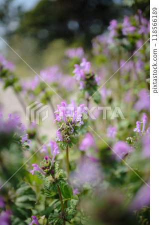 Pink Lamium amplexicaule petals 118566189