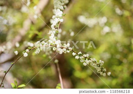 Cute lycaenid flowers in full bloom 118566218