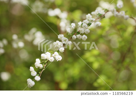 Cute lycaenid flowers in full bloom Cute lycaenid flowers in full bloom 118566219