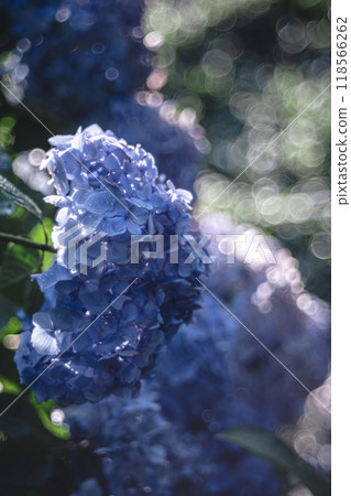 繡球花在晨露中閃閃發光 繡球花在晨露中閃閃發光 118566262