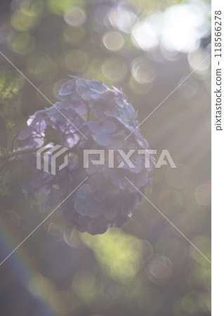 被太陽照亮的繡球花 被太陽照亮的繡球花 118566278