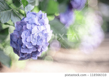 紫色繡球花 118566310