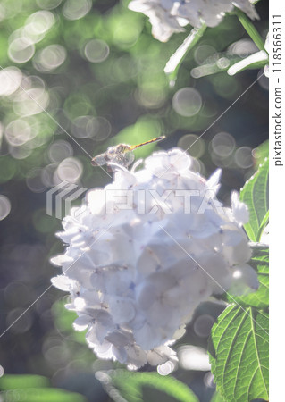 白色繡球花和蜻蜓 白色繡球花和蜻蜓 118566311