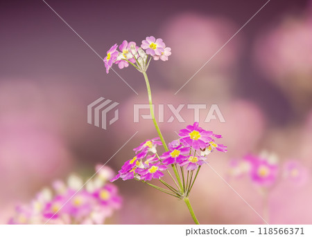 Fairy Primrose Fairy Primrose 118566371