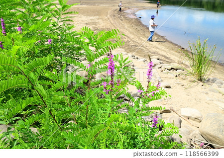Purple loosestrife in early autumn 118566399