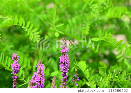 Purple loosestrife in early autumn 118566402