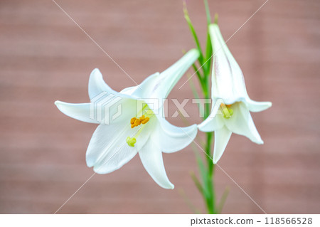 房子周圍的花朵在四個季節都有不同的變化。 房子周圍的花朵在四個季節都有不同的變化。 118566528