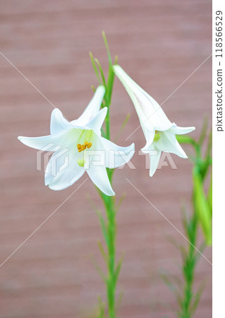 房子周圍的花朵在四個季節都有不同的變化。 房子周圍的花朵在四個季節都有不同的變化。 118566529