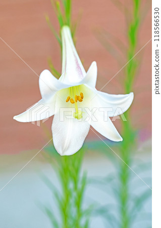 房子周圍的花朵在四個季節都有不同的變化。 房子周圍的花朵在四個季節都有不同的變化。 118566530