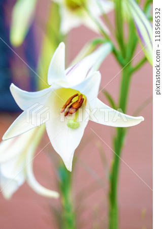 房子周圍的花朵在四個季節都有不同的變化。 房子周圍的花朵在四個季節都有不同的變化。 118566532