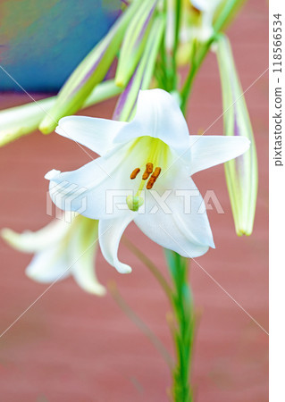房子周圍的花朵在四個季節都有不同的變化。 房子周圍的花朵在四個季節都有不同的變化。 118566534