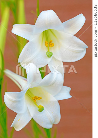 Flowers and plants around the house, various in the four seasons. In vacant lots and bushes, the delicate white petals of the lily of the valley have bloomed. Flowers and plants around the house, various in the four seasons. In vacant lots and bushes, the delicate white petals of the lily of the valley have bloomed. 118566538