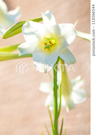 房子周圍的花朵在四個季節都有不同的變化。 房子周圍的花朵在四個季節都有不同的變化。 118566544