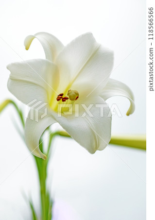 房子周圍的花朵在四個季節都有不同的變化。 房子周圍的花朵在四個季節都有不同的變化。 118566566