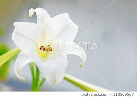 房子周圍的花朵在四個季節都有不同的變化。 房子周圍的花朵在四個季節都有不同的變化。 118566567