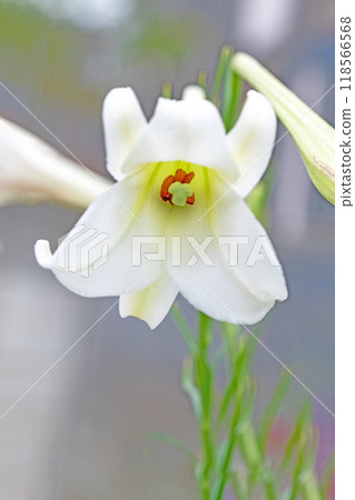 房子周圍的花朵在四個季節都有不同的變化。 房子周圍的花朵在四個季節都有不同的變化。 118566568