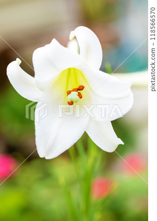 房子周圍的花朵在四個季節都有不同的變化。 房子周圍的花朵在四個季節都有不同的變化。 118566570