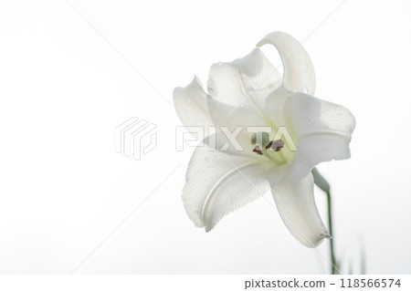 房子周圍的花朵在四個季節都有不同的變化。 房子周圍的花朵在四個季節都有不同的變化。 118566574