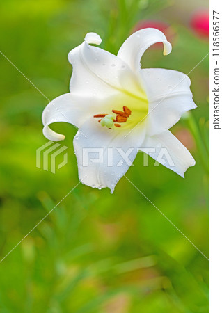 房子周圍的花朵在四個季節都有不同的變化。 房子周圍的花朵在四個季節都有不同的變化。 118566577