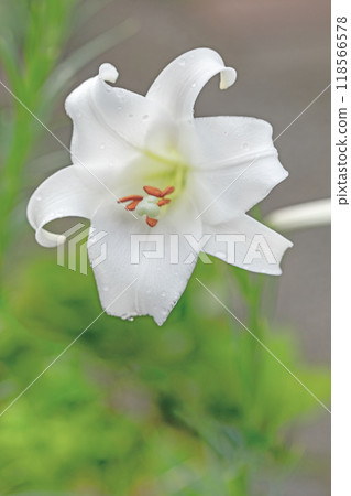 房子周圍的花朵在四個季節都有不同的變化。 房子周圍的花朵在四個季節都有不同的變化。 118566578