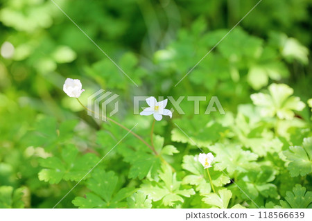 可愛的二林莊花 可愛的二林莊花 118566639