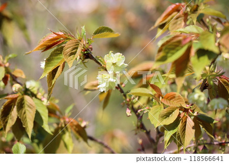 Cherry blossom turmeric 118566641