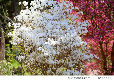 杜鵑花 杜鵑花 118566642