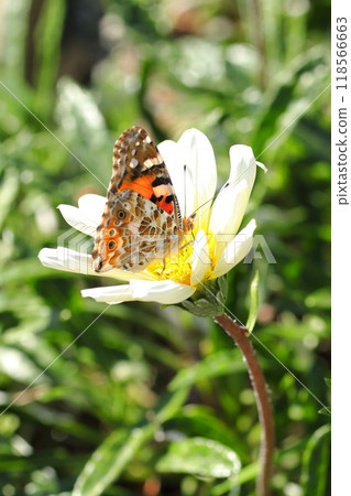 Painted lady perching on white flowers 118566663