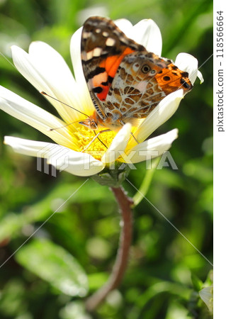 Butterflies Stuck in a Flower 118566664