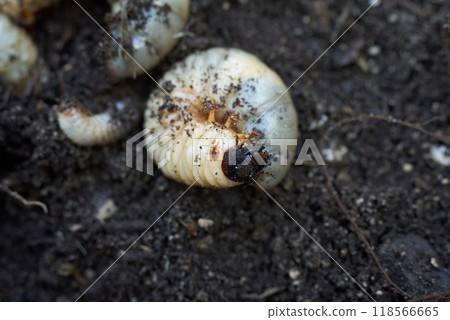 Large larval beetle 118566665