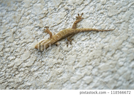 Cute gecko 118566672