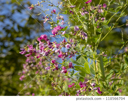 Hagi flower Hagi flower 118566704