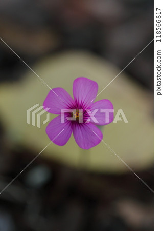 Oxalis flowers blooming in a field in early autumn 118566817