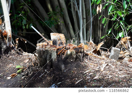 Mountain stump 118566862