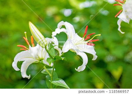 房子周圍鮮花盛開 - 各個季節 - 初夏 - 大而清爽的白色百合花已經綻放。 118566957