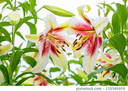 房子周圍鮮花盛開 - 各個季節 - 初夏 - 大而清爽的白色百合花已經綻放。 118566959