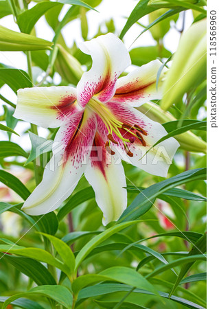 房子周圍鮮花盛開 - 各個季節 - 初夏 - 大而清爽的白色百合花已經綻放。 118566960