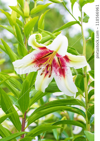 房子周圍鮮花盛開 - 各個季節 - 初夏 - 大而清爽的白色百合花已經綻放。 118566961