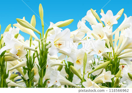 Flowers around the house, various for each season. In early summer, large, refreshing white lilies have bloomed. 118566962