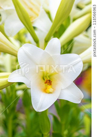 房子周圍鮮花盛開 - 各個季節 - 初夏 - 大而清爽的白色百合花已經綻放。 118566963