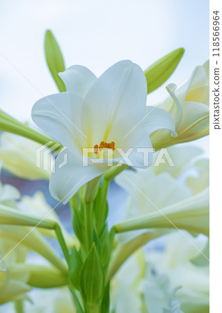 房子周圍鮮花盛開 - 各個季節 - 初夏 - 大而清爽的白色百合花已經綻放。 房子周圍鮮花盛開 - 各個季節 - 初夏 - 大而清爽的白色百合花已經綻放。 118566964