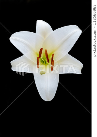 房子周圍鮮花盛開 - 各個季節 - 初夏 - 大而清爽的白色百合花已經綻放。 房子周圍鮮花盛開 - 各個季節 - 初夏 - 大而清爽的白色百合花已經綻放。 118566965