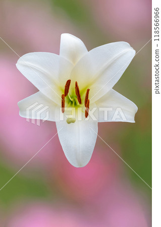 房子周圍鮮花盛開 - 各個季節 - 初夏 - 大而清爽的白色百合花已經綻放。 房子周圍鮮花盛開 - 各個季節 - 初夏 - 大而清爽的白色百合花已經綻放。 118566966