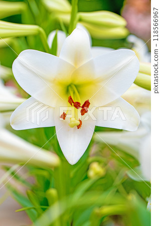 房子周圍鮮花盛開 - 各個季節 - 初夏 - 大而清爽的白色百合花已經綻放。 118566967