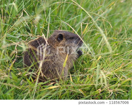 Nutria by the river Nutria by the river 118567006
