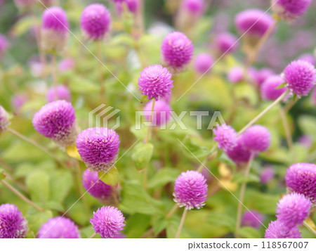 千日紅 千日紅 118567007